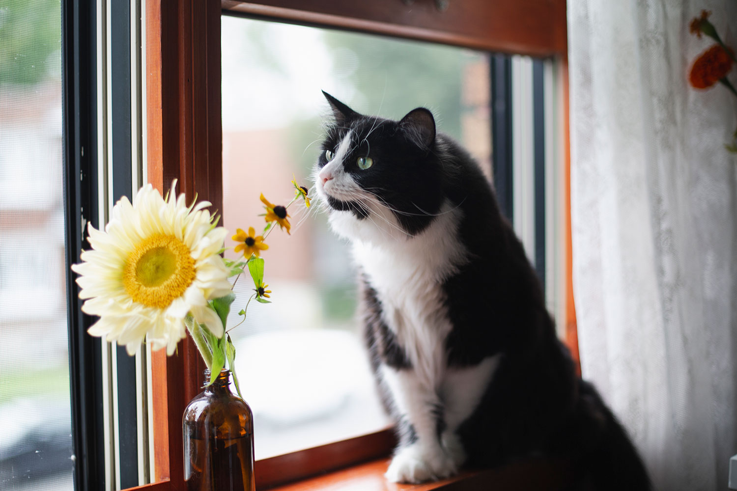 Cat looking at flower
