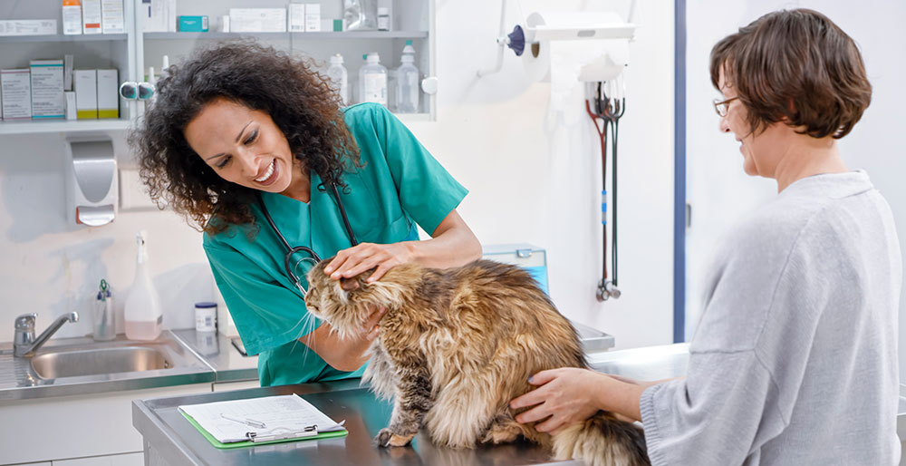Cat being examined by vet
