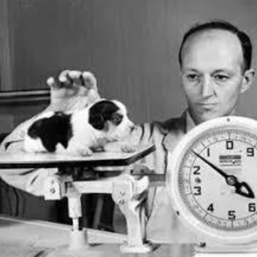Dr. Morris Sr. weighing puppy.png