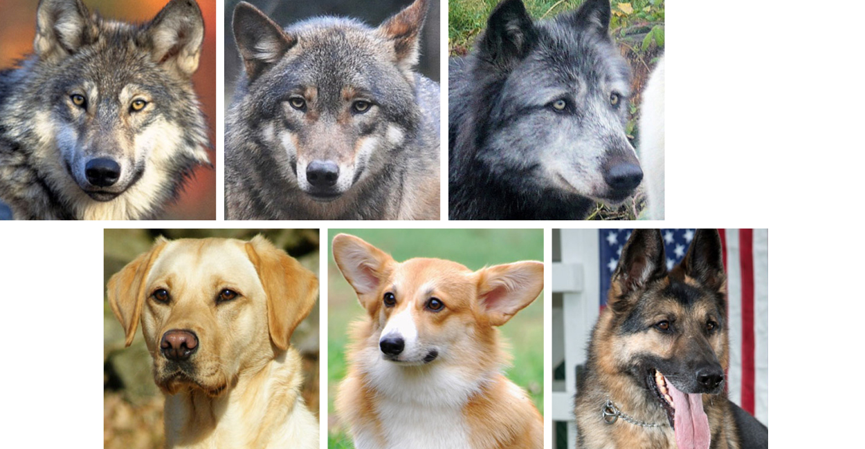 Images of wolves and domestic dogs showing difference in eye color