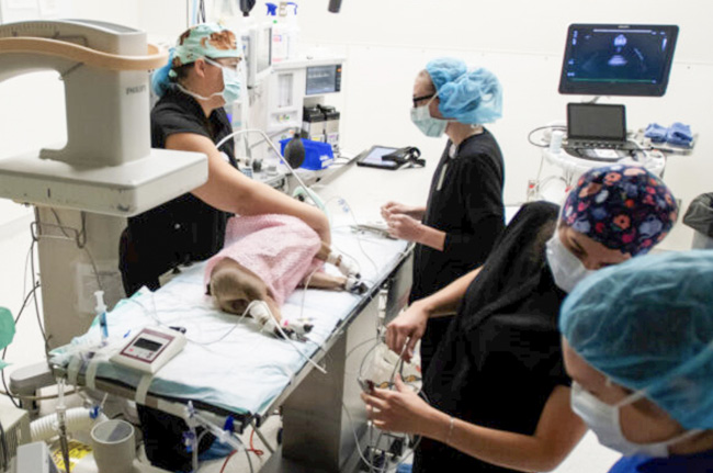 Photo of surgical team prepping Spike for surgery