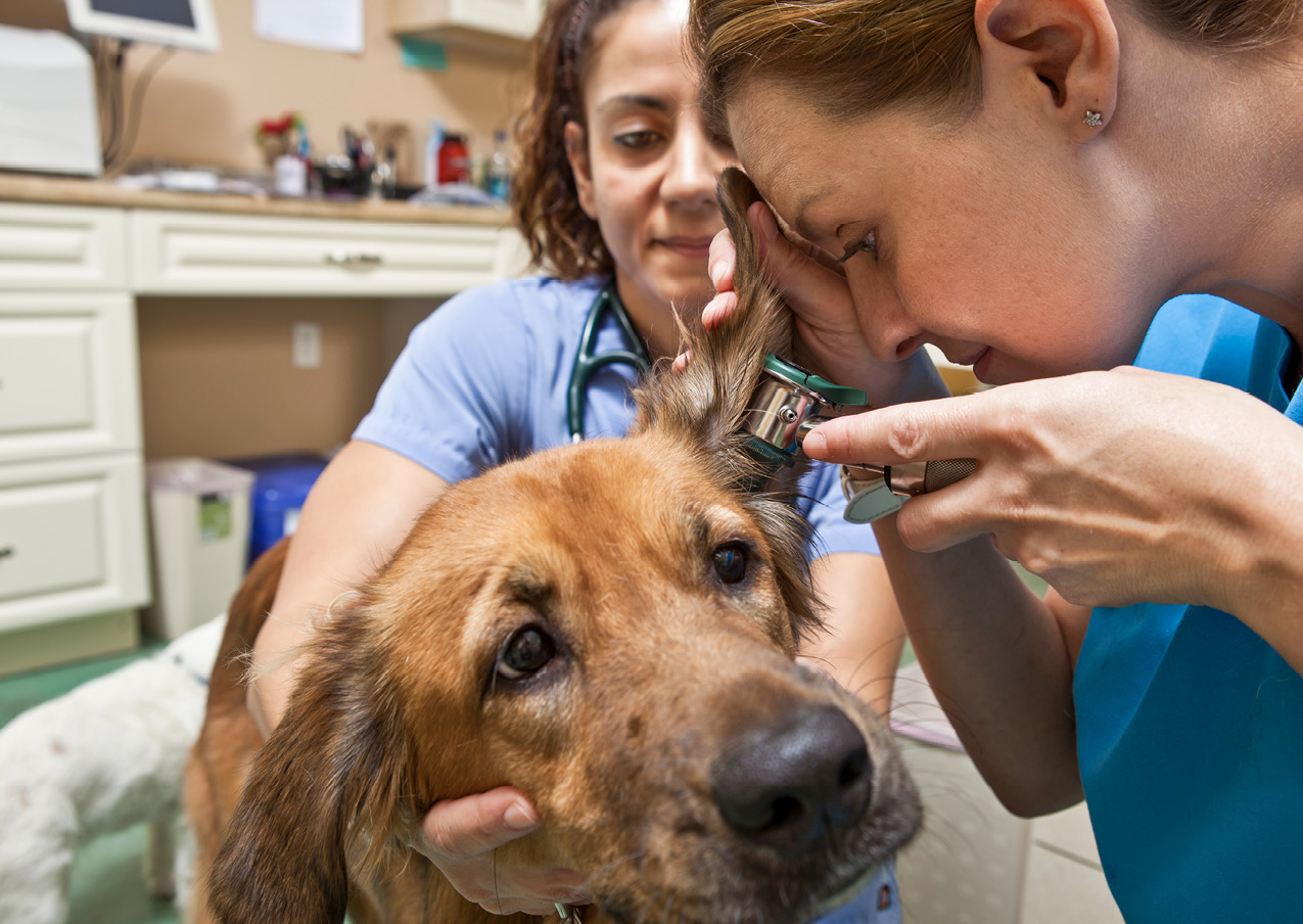 Technician looking at dog's ear through otoscope