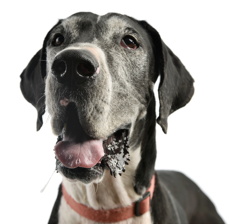Old great dane