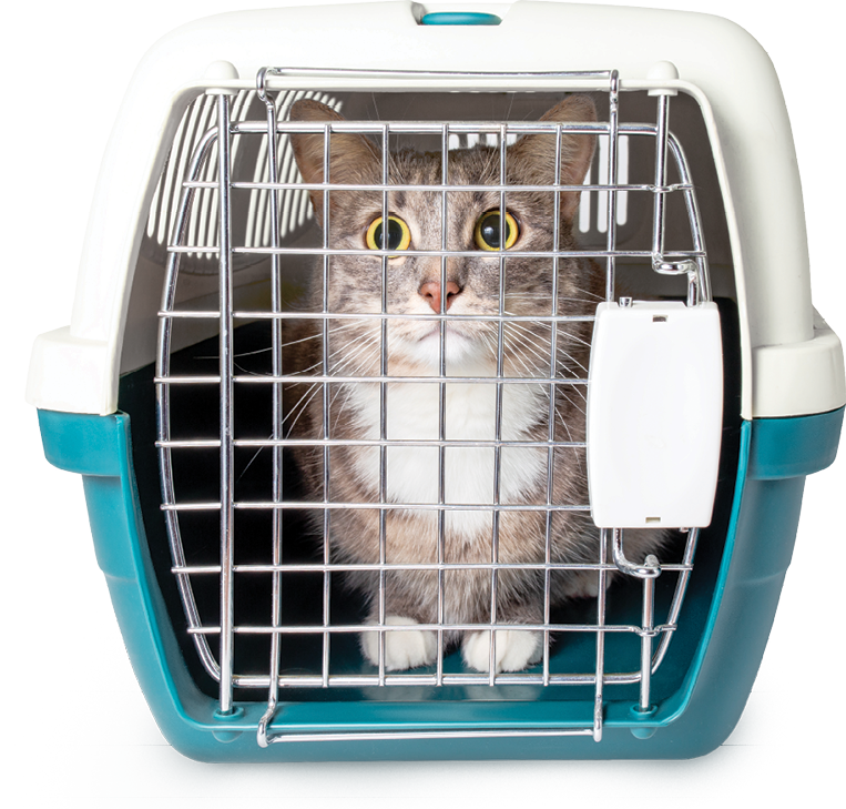 Scared cat in carrier