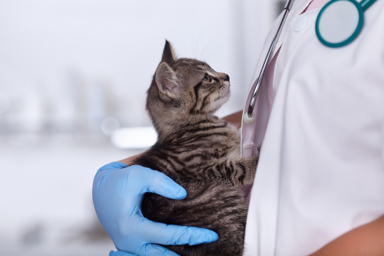 Aafp Releases Updated Feline Retrovirus Report