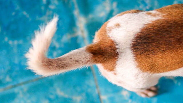 What is limber tail in dogs?