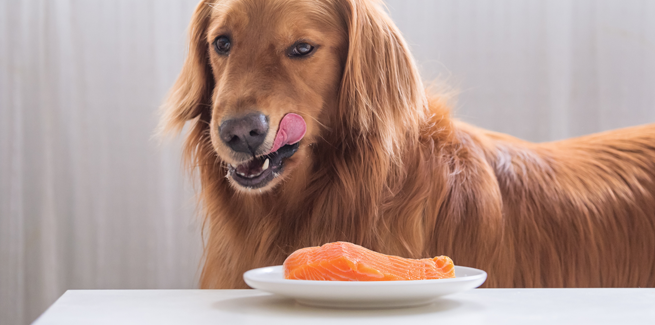 salmon fish for dogs
