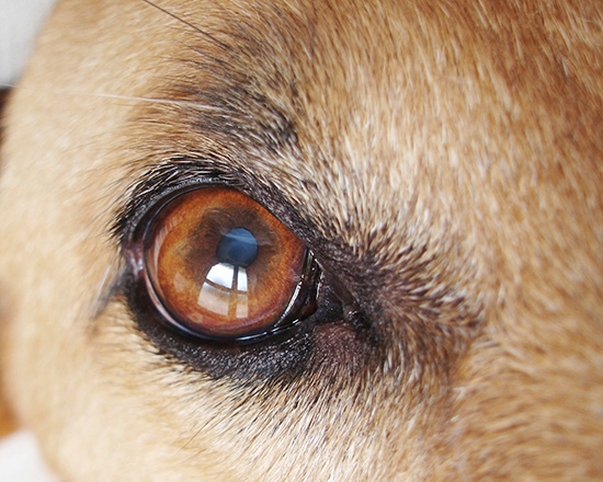 Canine cataracts: a nonsurgical solution looms on horizon
