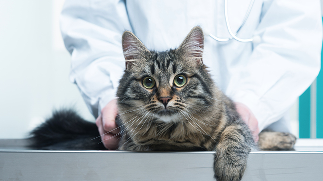 How can my pet have stress-free veterinary visits?