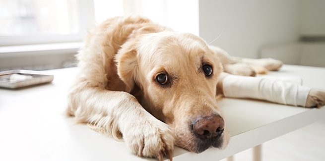 are tramadol and gabapentin effective for cats and dogs