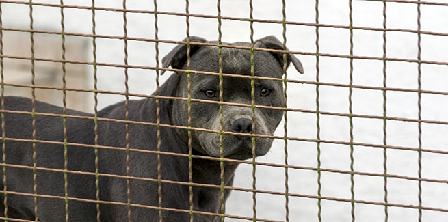 Genetic testing shows animal shelters often get breeds wrong . . . and not  always by mistake