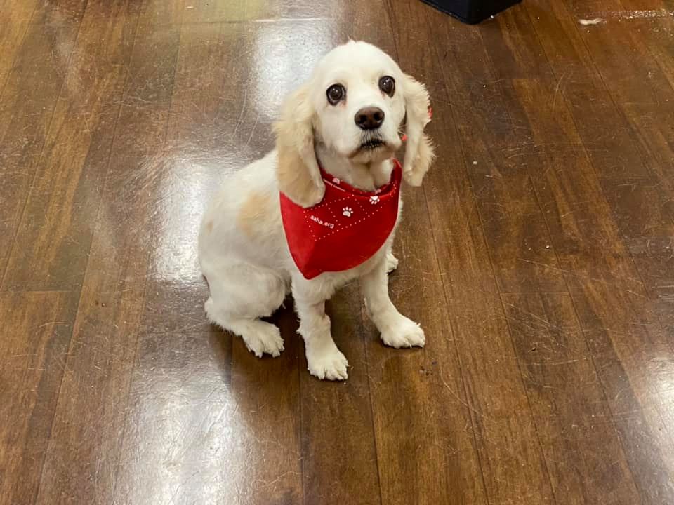 This cute pup at Wasatch Hollow Animal Hospital in Ogden, Utah wears a red bandanna to show AAHA appreciation.