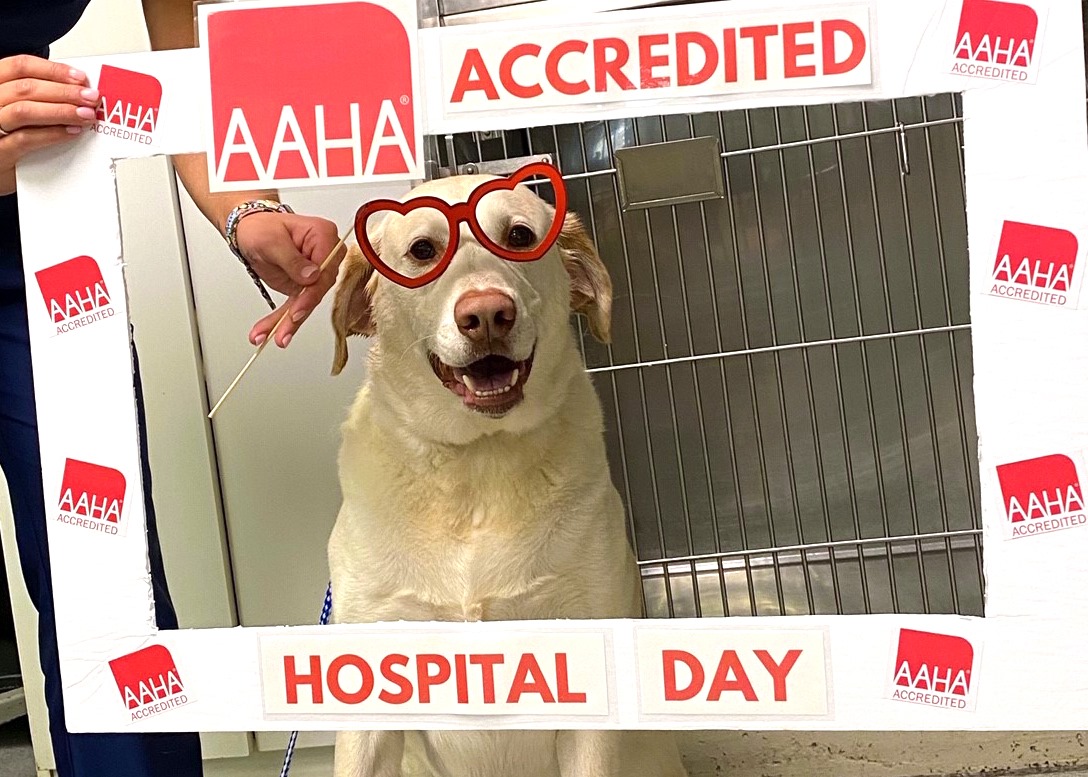 This pooch at Dundee Animal Hospital wore heart glasses to show the love in an AAHA-accredited selfie frame.