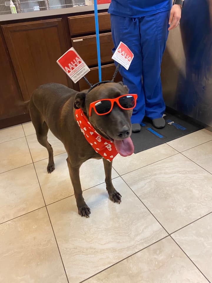 Check out this AAHA Day dog in red sunglasses and AAHA antennas at Kings Crossing Animal Hospital in Kingwood, Texas!
