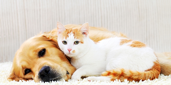New study Cats and dogs don’t actually fight like cats and dogs