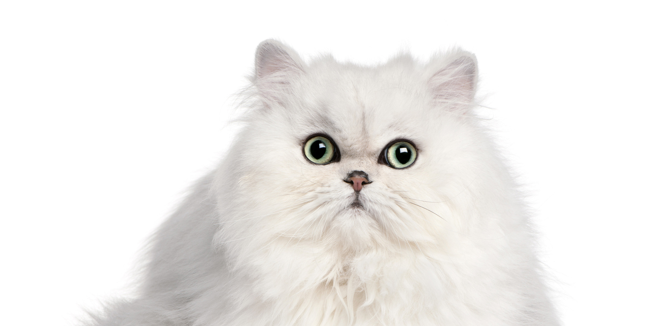 New Study Persian Cats At High Risk Of Health Issues