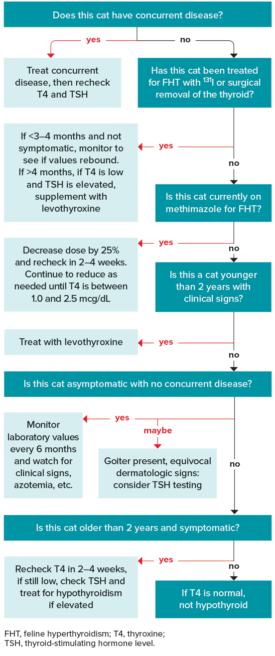 Decision Tree for Feline Hypothyroidism Diagnosis and Treatment