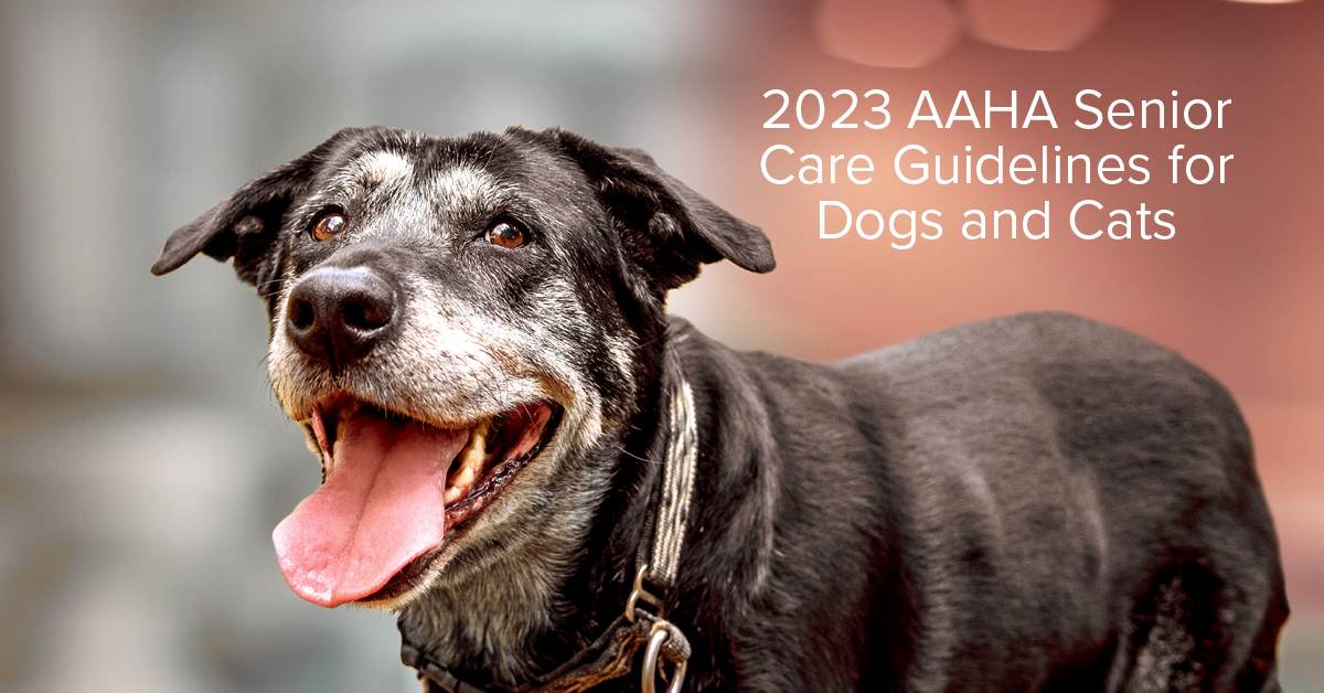 https://www.aaha.org/globalassets/02-guidelines/2023-aaha-senior-care-guidelines-for-dogs-and-cats/branding-images/seniorcaregl_fb_dog.png