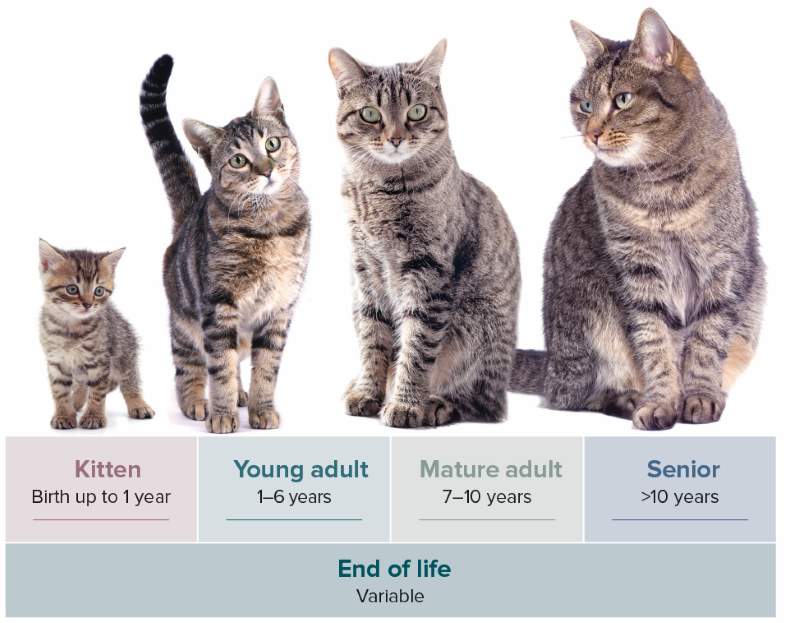 Feline Life Stage Definitions