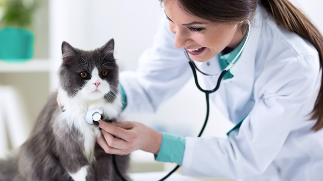 Why are regular veterinary visits important?
