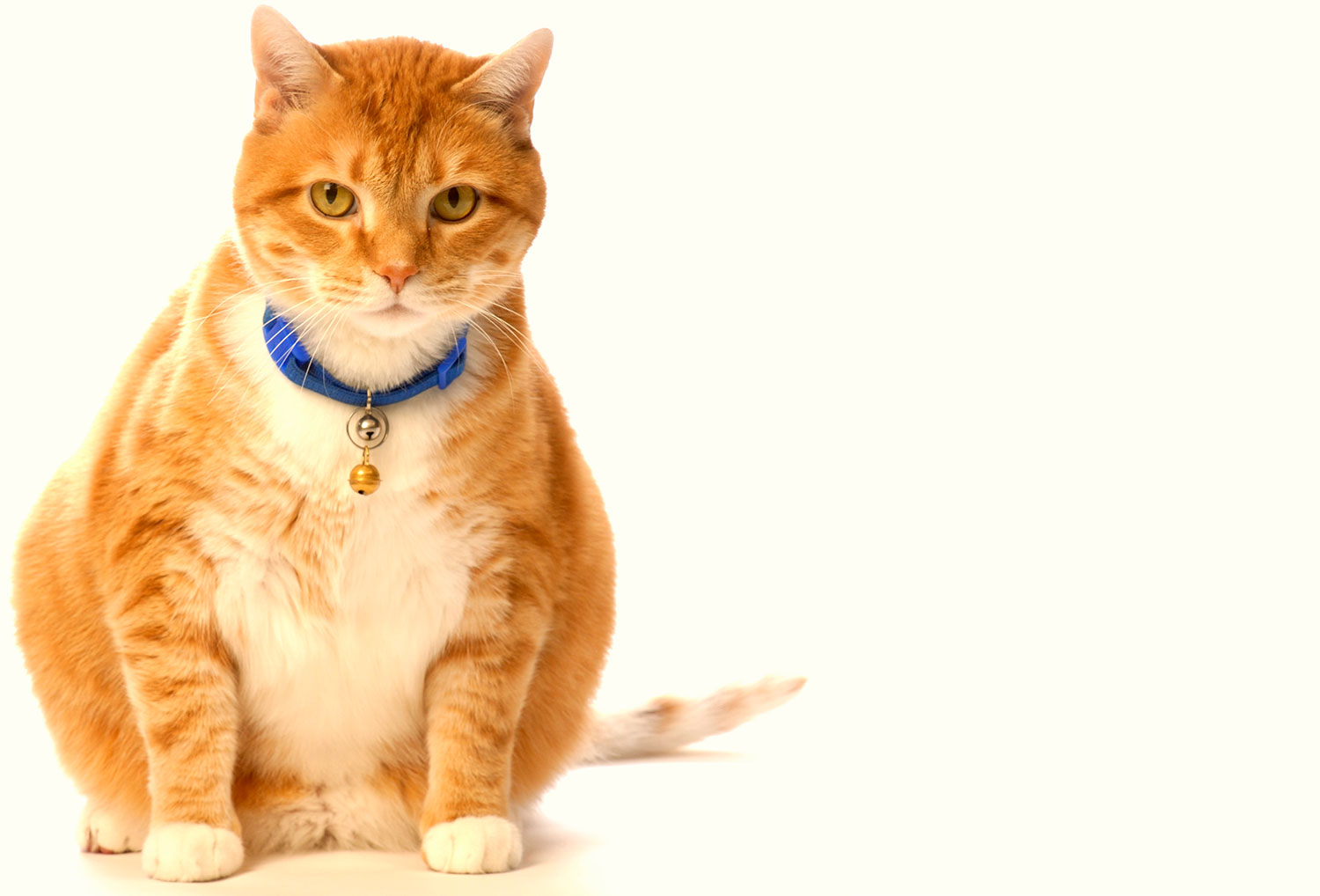 Overweight orange cat