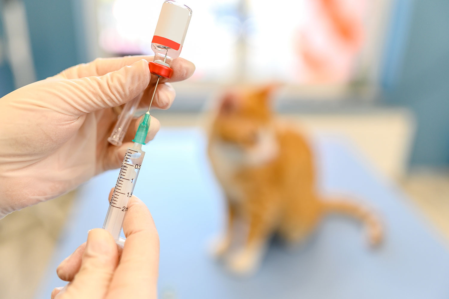 https://www.aaha.org/globalassets/05-pet-health-resources/your-pet/new-articles/syringe-drawing-vaccine.jpg