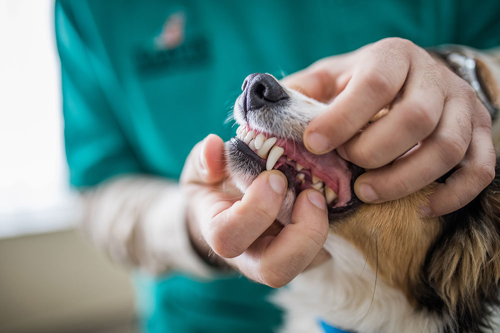 Dog receiving dental exam
