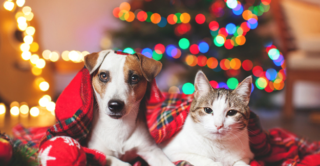 McReynolds_Holiday pet health risks_GettyImages-889086832-epi.png