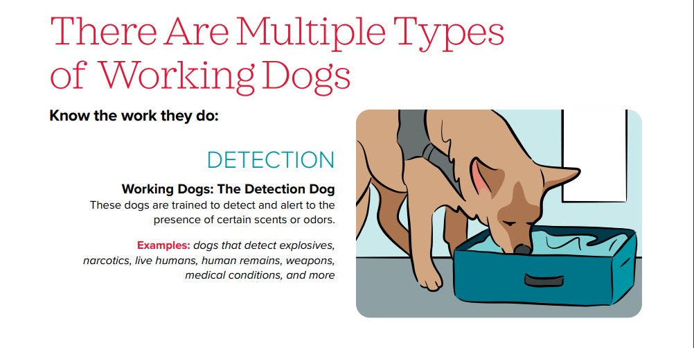 Working Dogs toolkit-types of dogs-detection.jpg