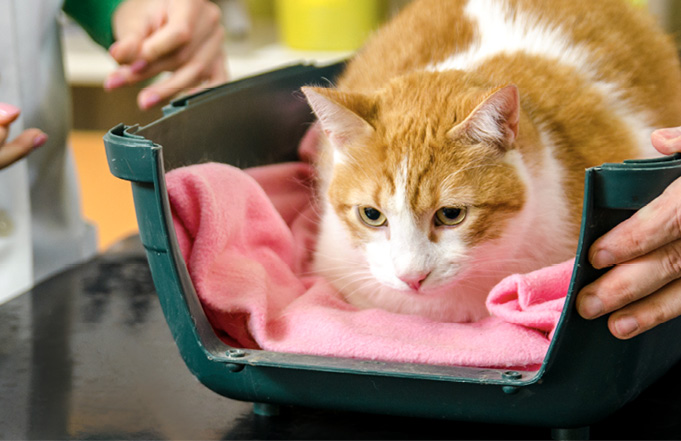 Cat on blanket in carrier