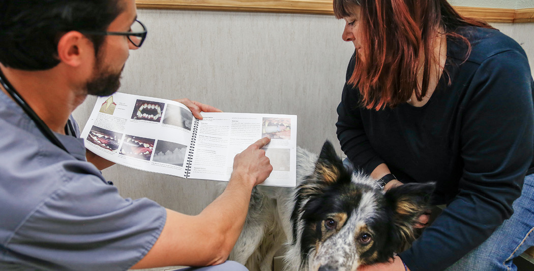 Veterinary technician using visual aid to explain important information