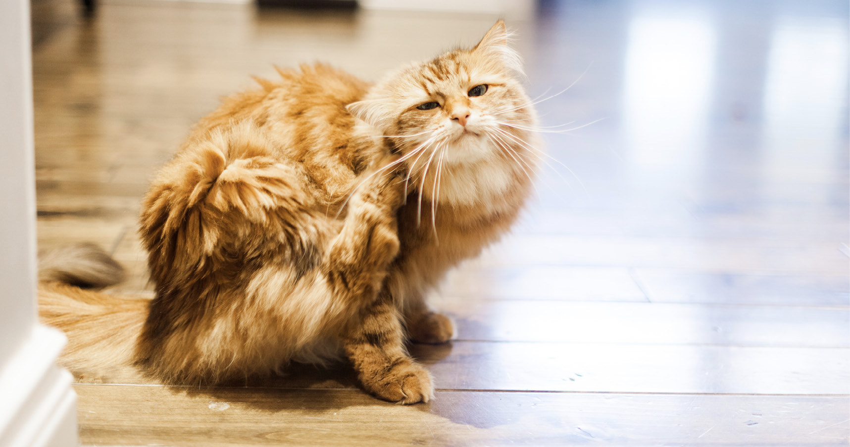 Itchy cat at home suffering from an allergic skin disease