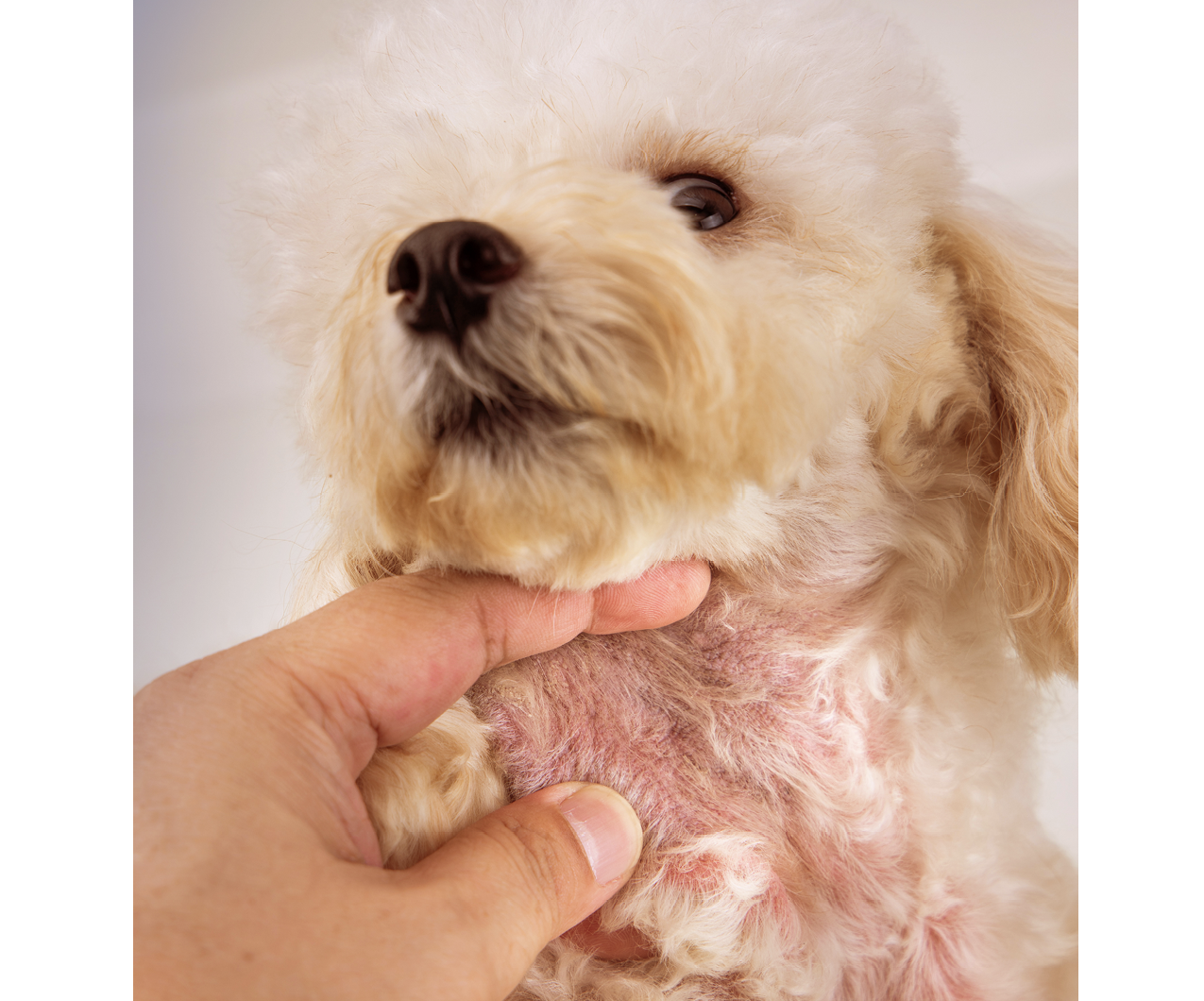 Small dog losing hair on neck area due to an allergic skin disease