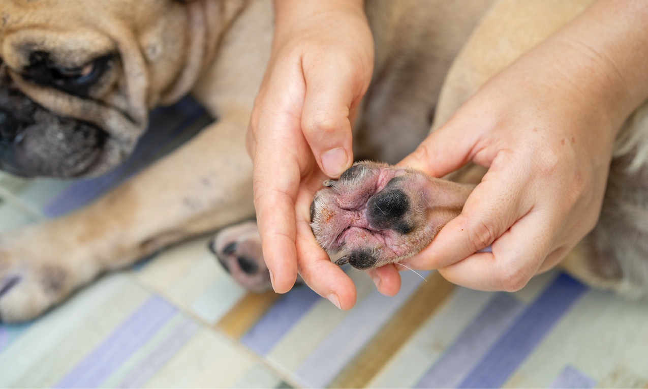 Veterinarian looking at raw skin on pug’s foot from an allergic disease