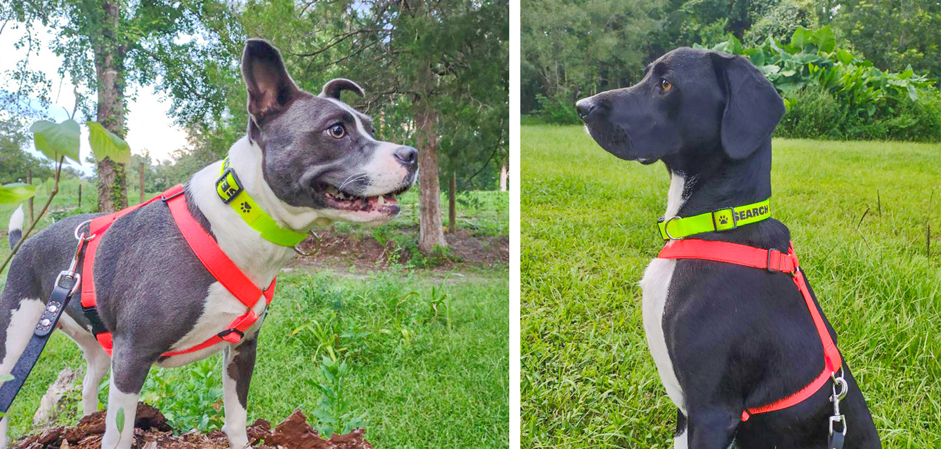 Search and rescue dogs, Noodle (left) and Sherlock (right)