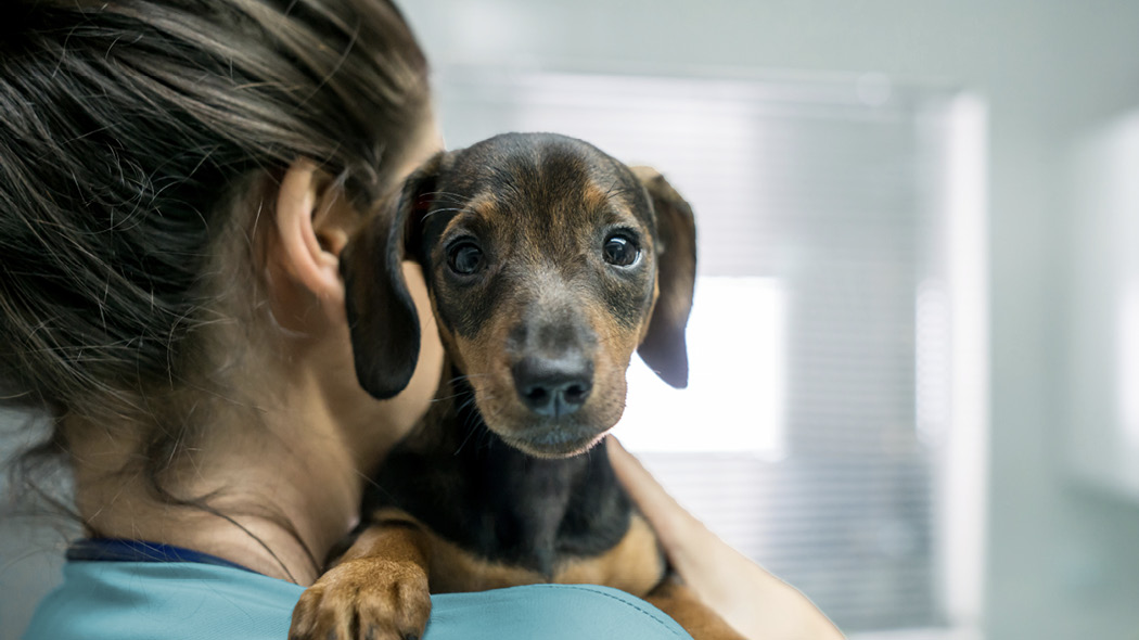 2022 AAFP/AAHA Antimicrobial Stewardship Guidelines—A technician holding a puppy.