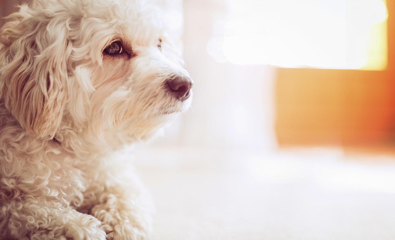 Fluffy white dog