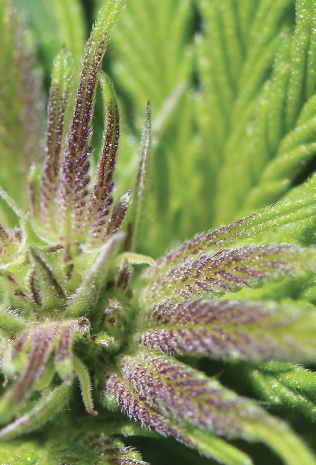 cannabis.png