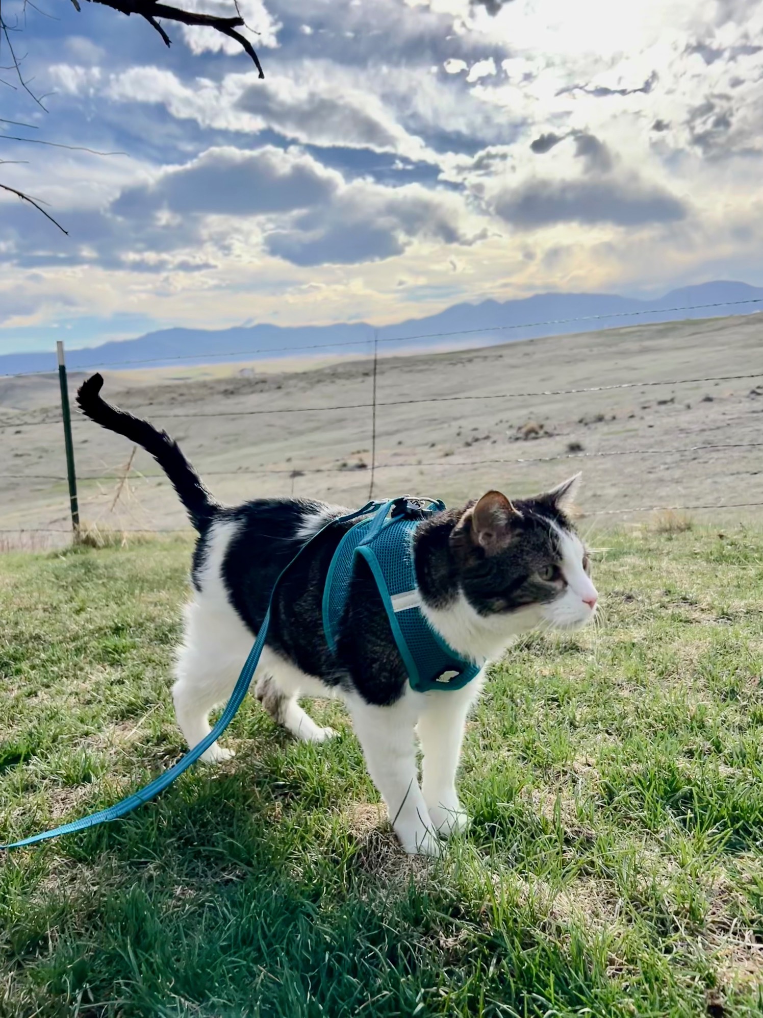 Jan24-Reeder-Walk your pet month-Marvin walks on leash_photo by Sarah Benson.jpg