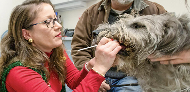 Veterinarian taking saliva sample from Bree