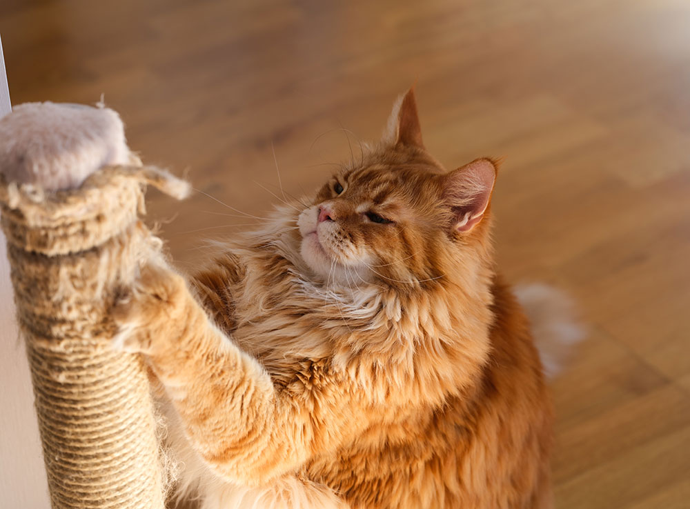 Cat scratching scratch post