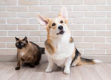 aska-aaha-dog-and-cat.jpg