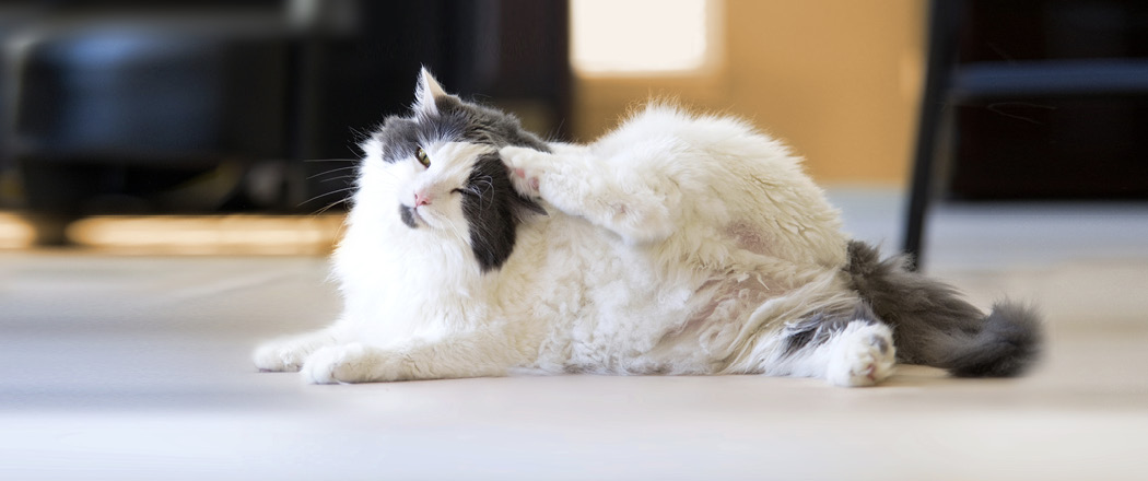 Cat suffering from an allergic skin disease scratching his head with back foot