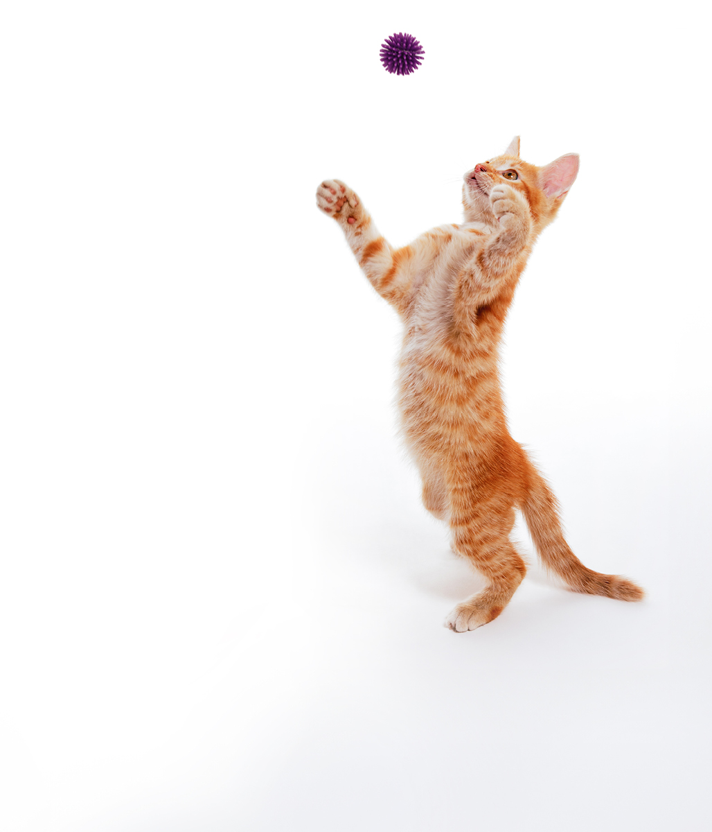 Cat fetching a toy