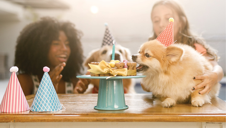 Dog eating cake at his birthday party