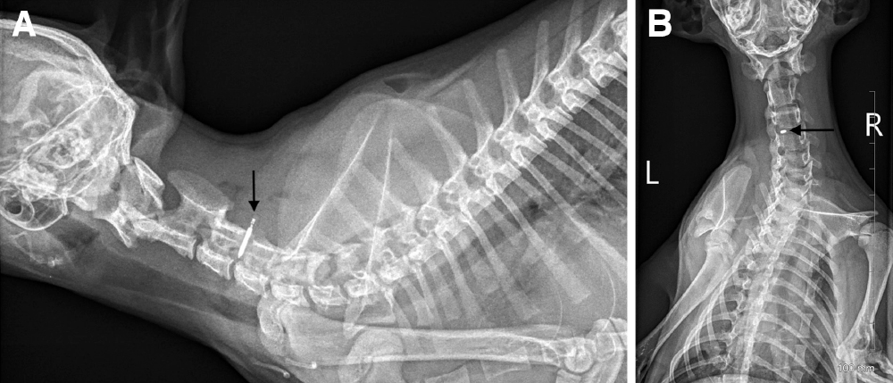 Microchip1.jpg