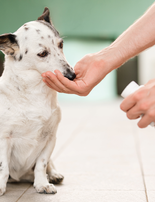 Dog taking chewable pill