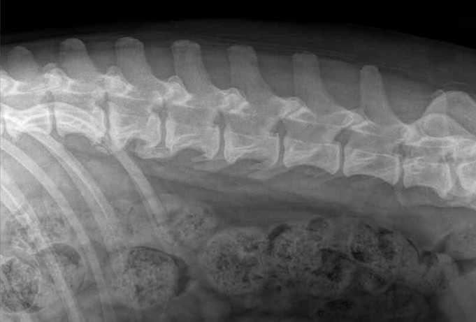 Ruger Spine.jpg