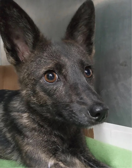 dog-fox hybrid