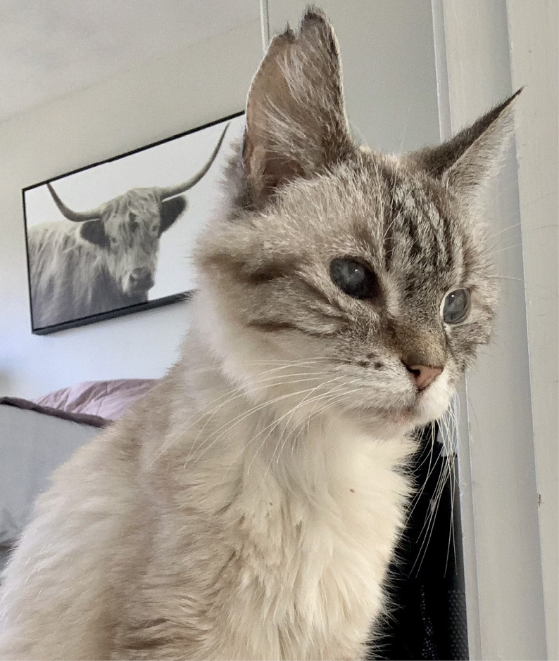 Lily (Aka, Catness)